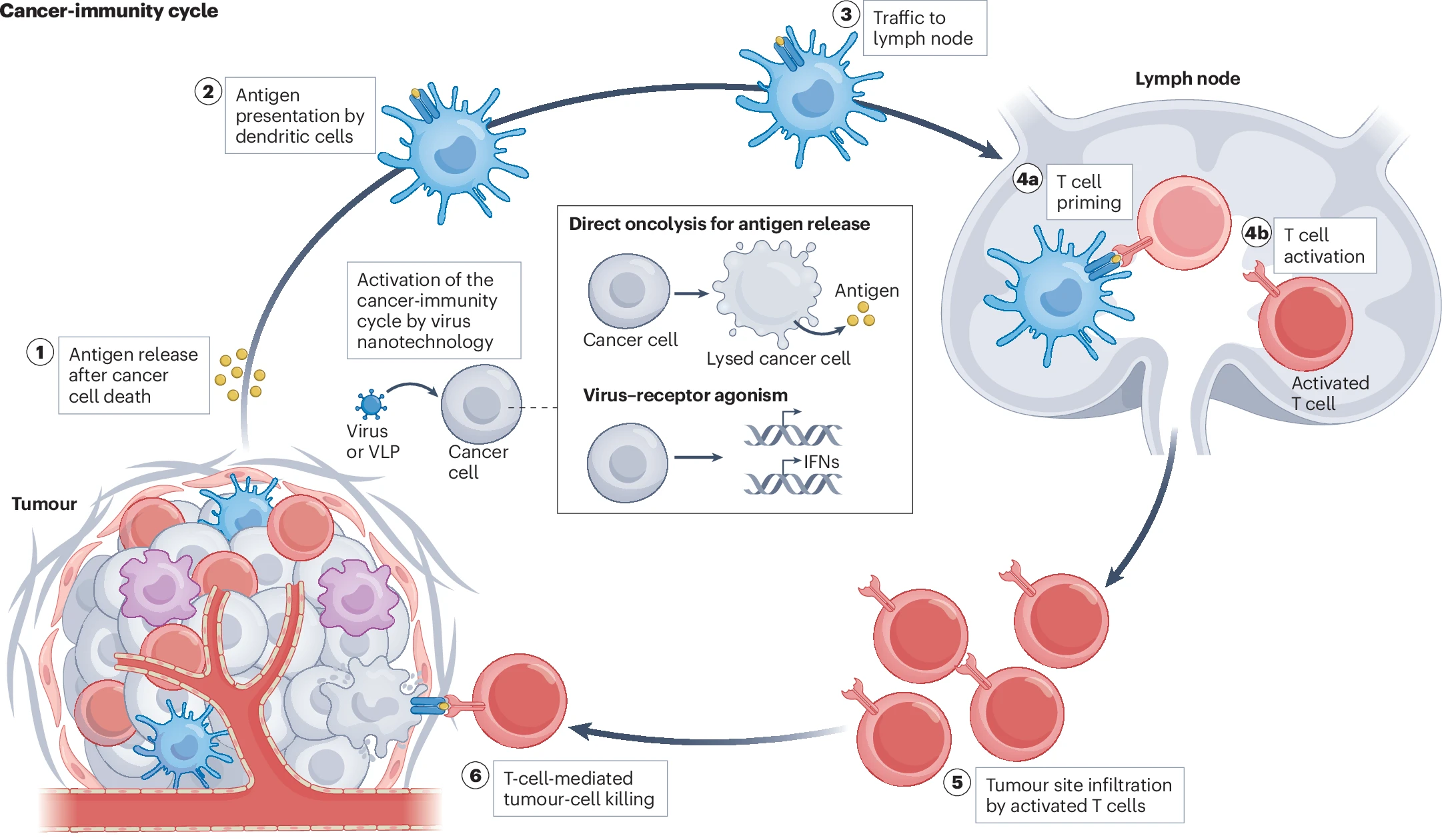 Cancer immunity cycle